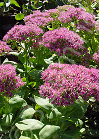 Sedum spectabile 'Brilliant'                      